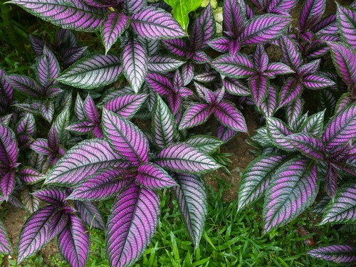 Persian Shield