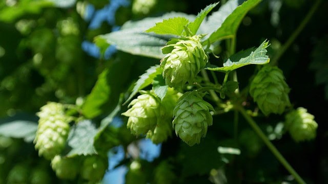 Harvesting and Storing Hops