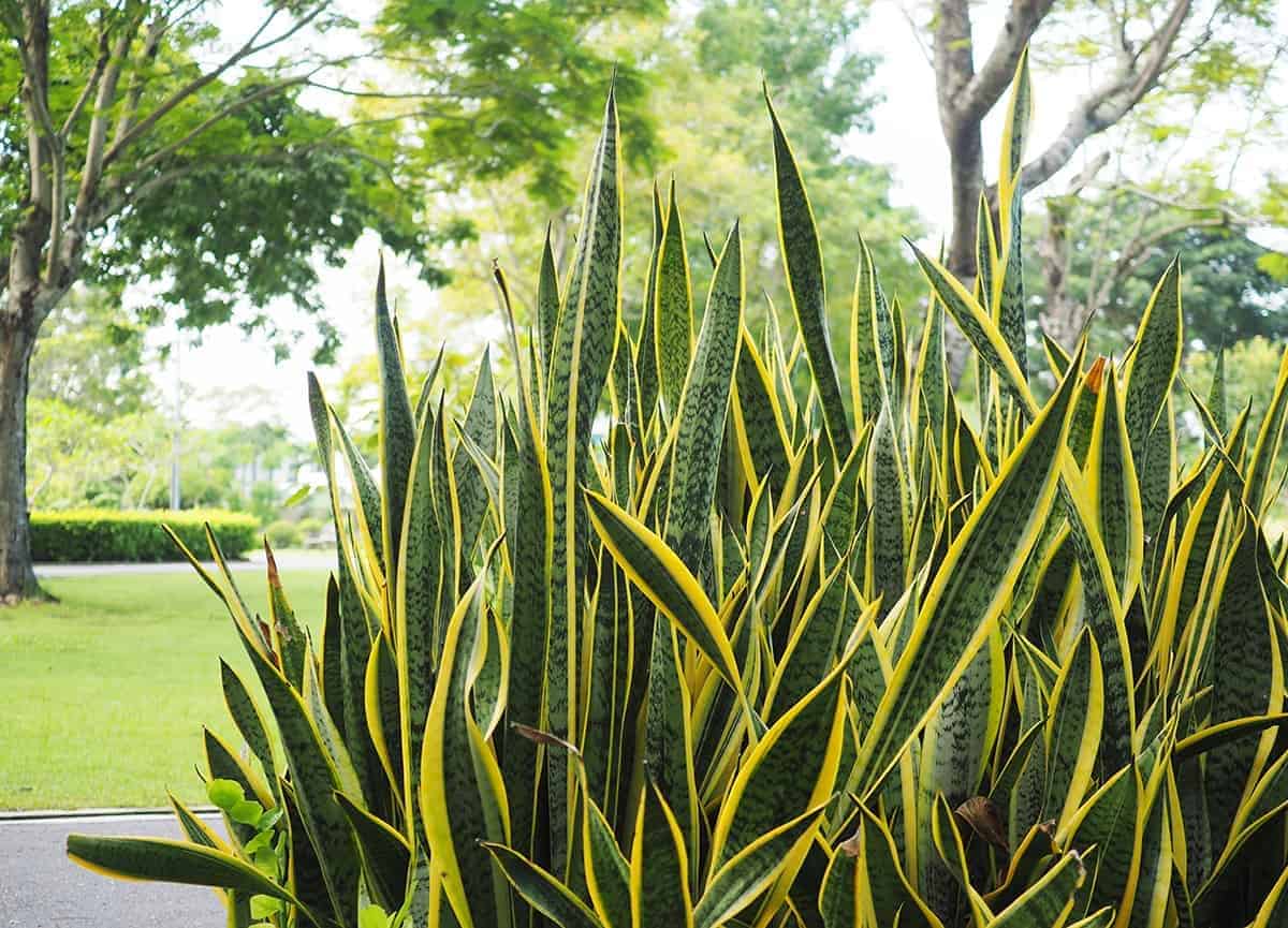 Mother-in-Law’s Tongue (Sansevieria sp.)