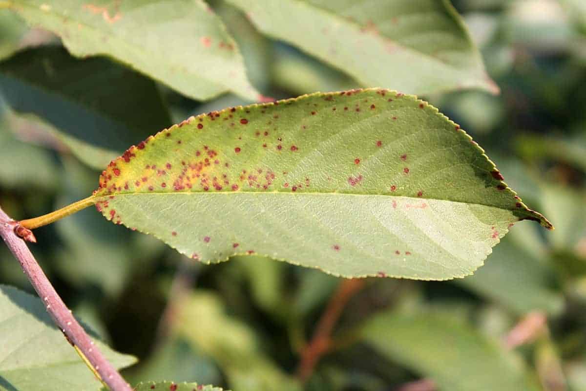 Cherry Leaf Spot