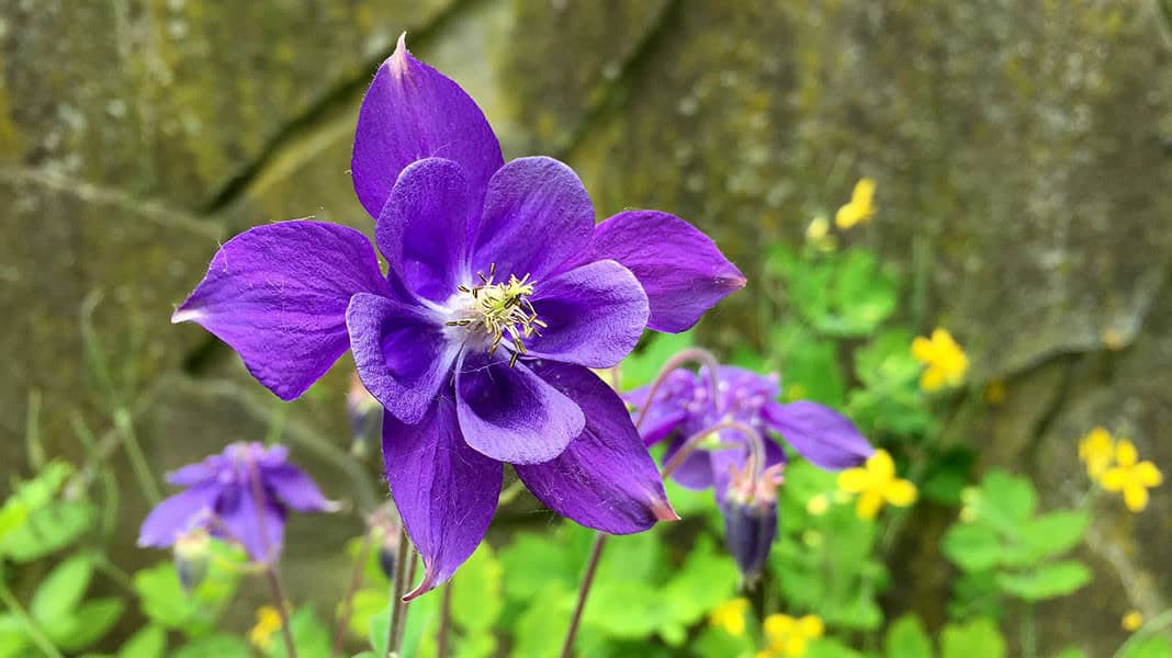 Columbine