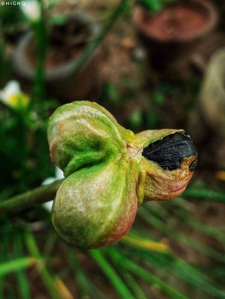 Seeds