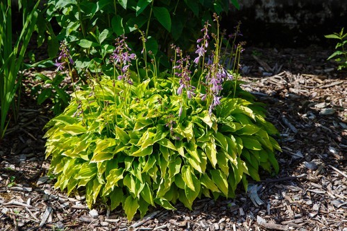 Hosta