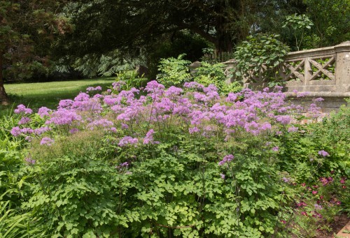 Meadow Rue