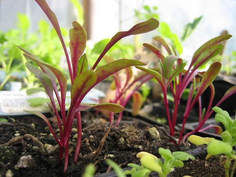 How to Grow Swiss Chard