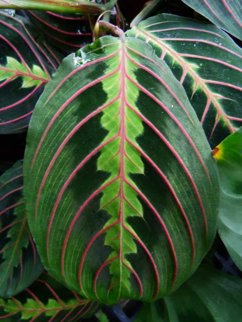 Prayer Plant