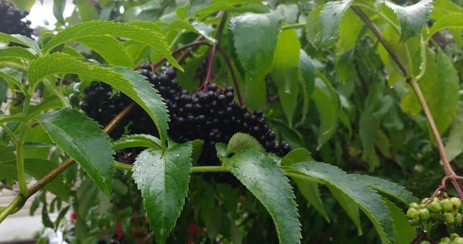 Elderberry Fruit