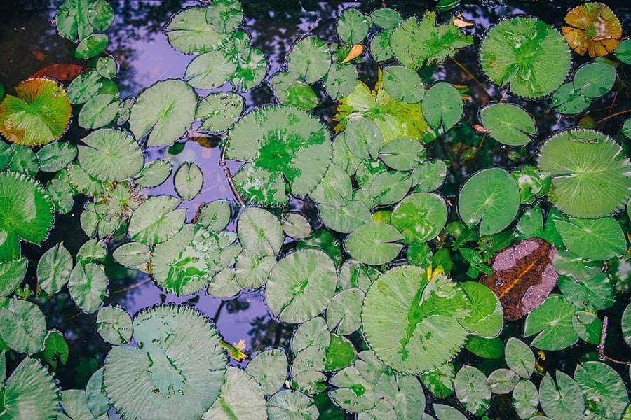 Hardy Water Lillies and Lotus