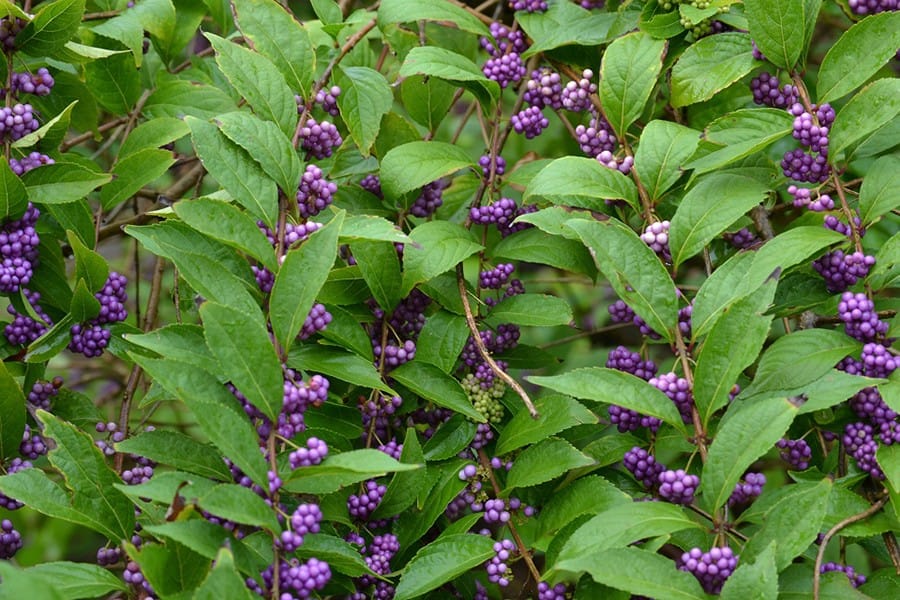 Beautyberry (Callicarpa)