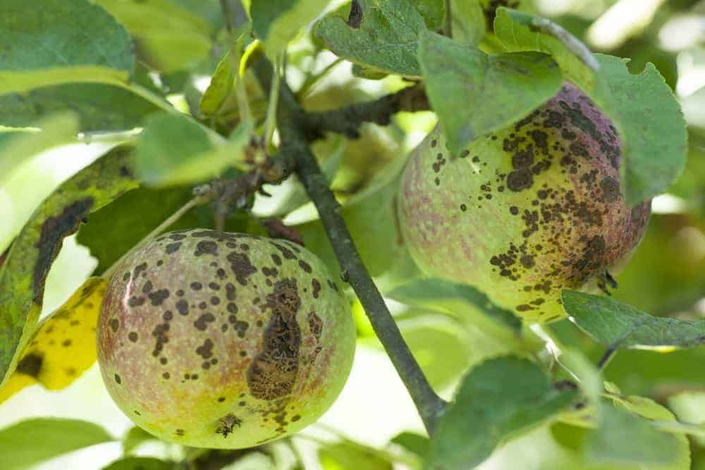 Black Circular Lesions on The Fruit