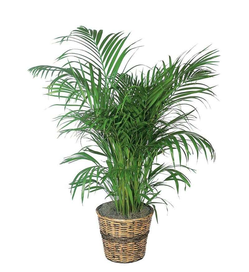 Areca Palm