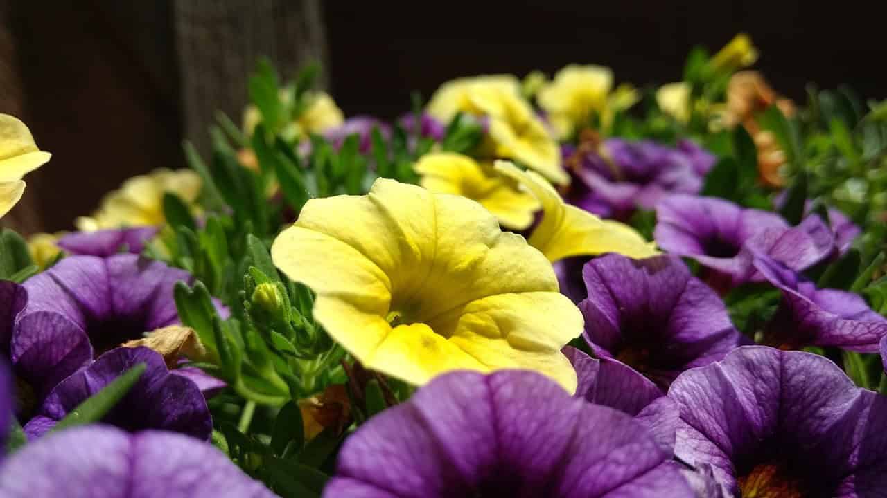 Petunia Varieties