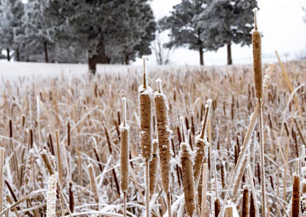 Cattail Roots (Typha spp.)