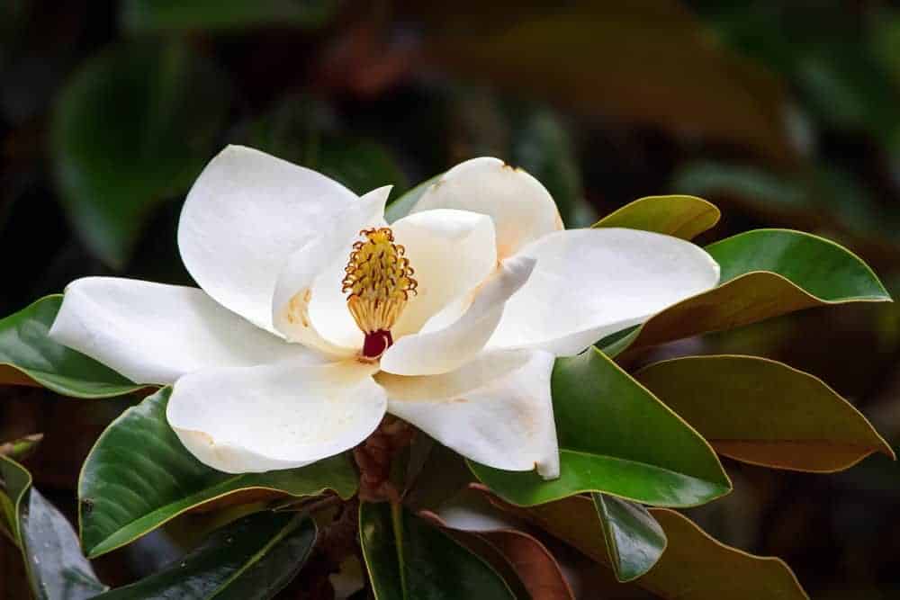 Southern Magnolia