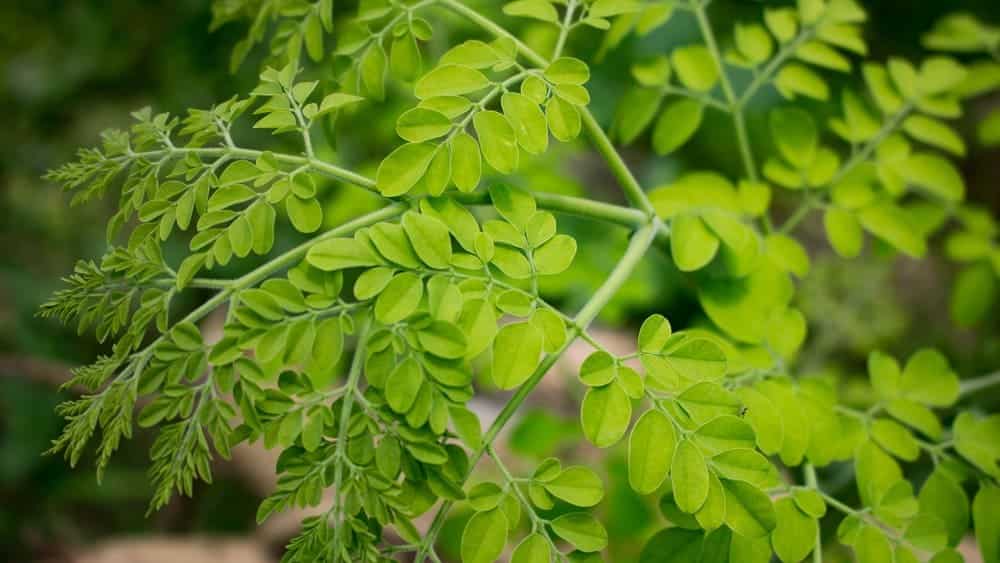 Moringa