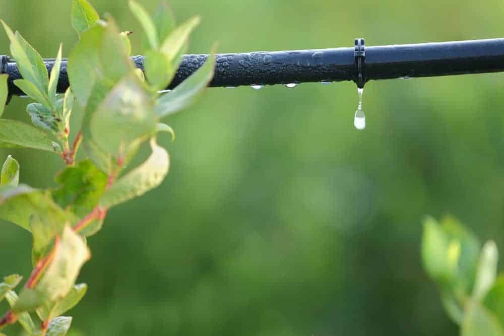 Consider Irrigation