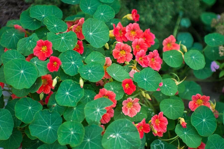 Nasturtiums (Tropaeolum spp.)