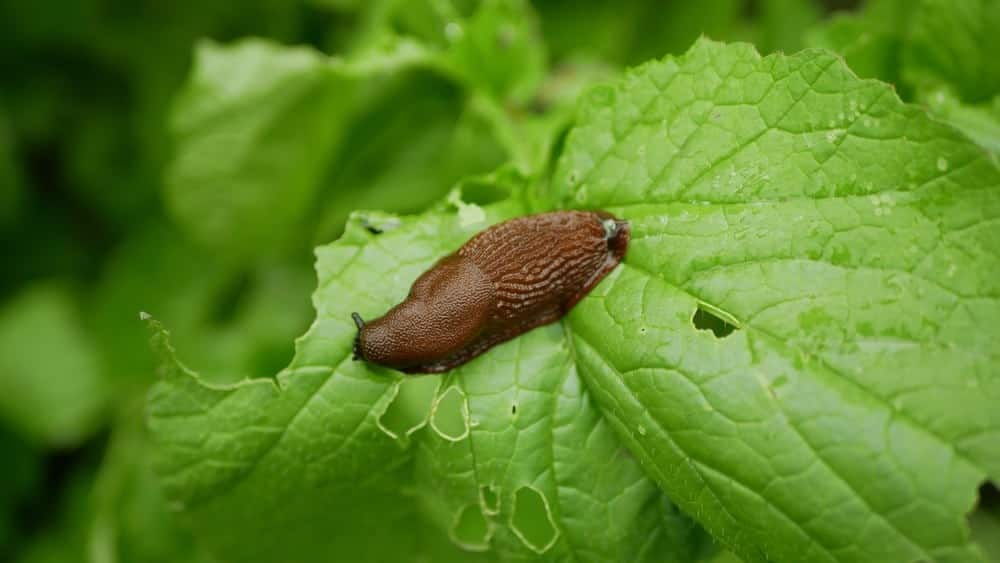 Slugs and Snails