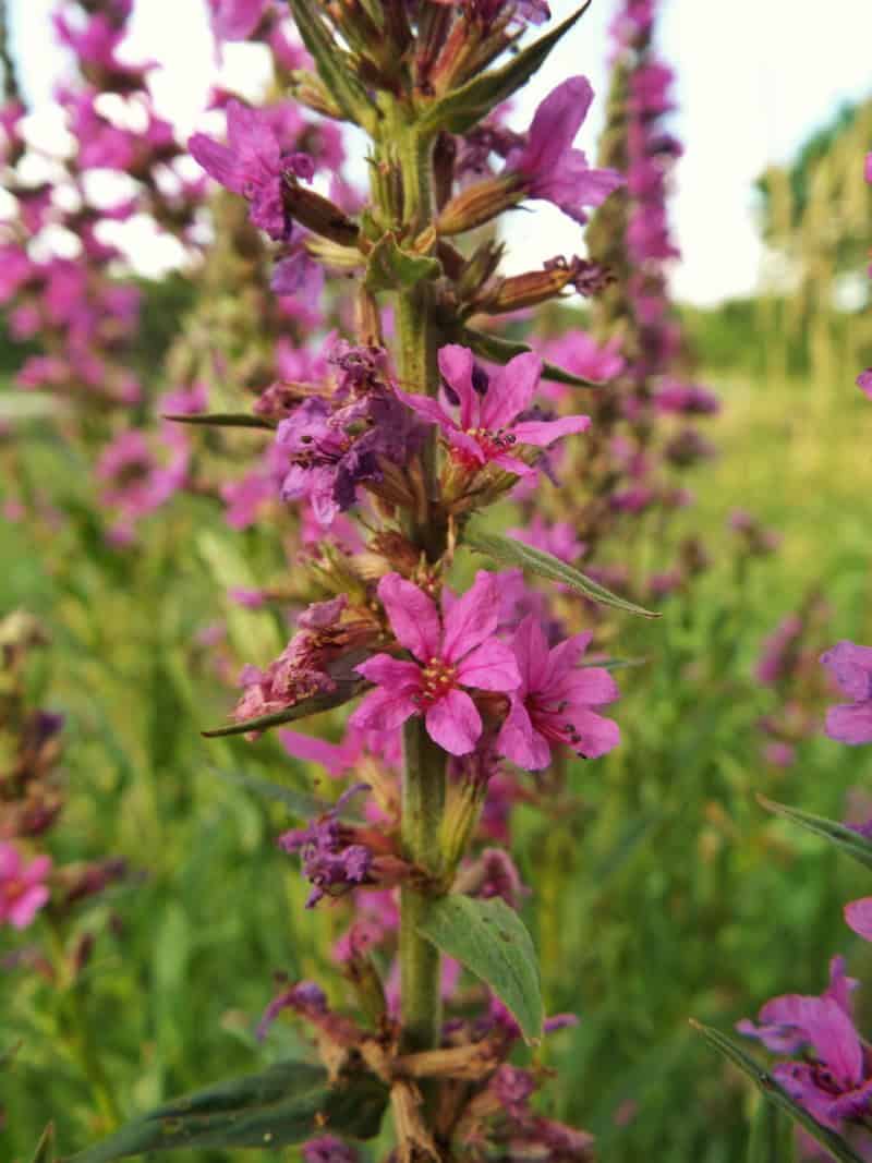 Purple Loosestrife