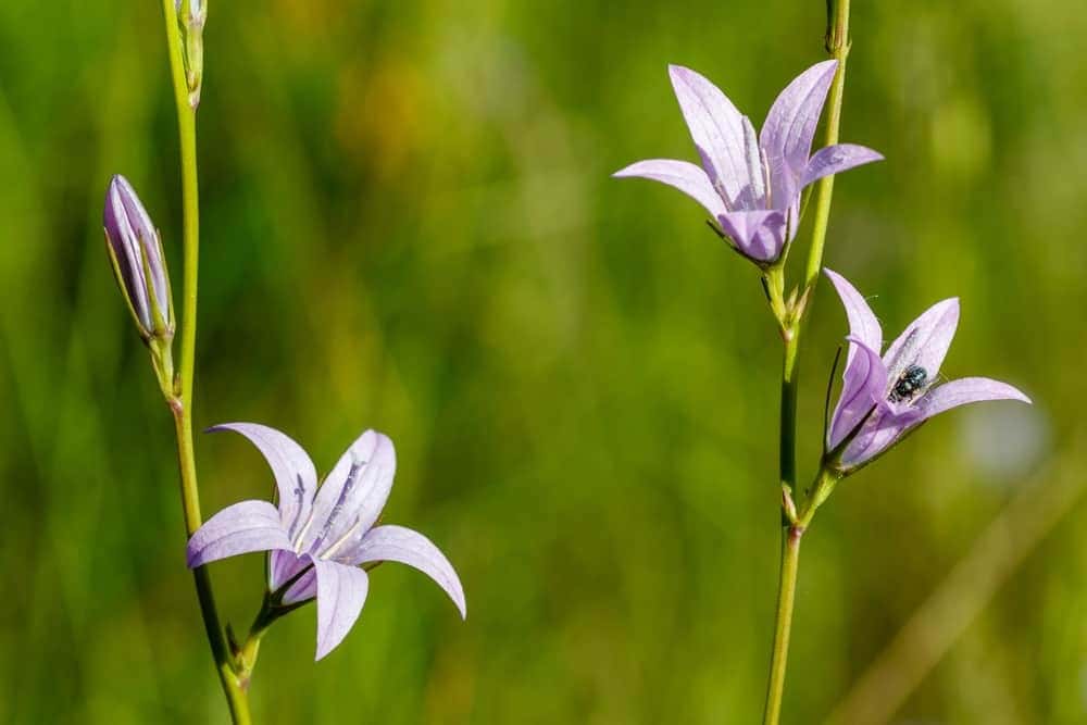 Rampion