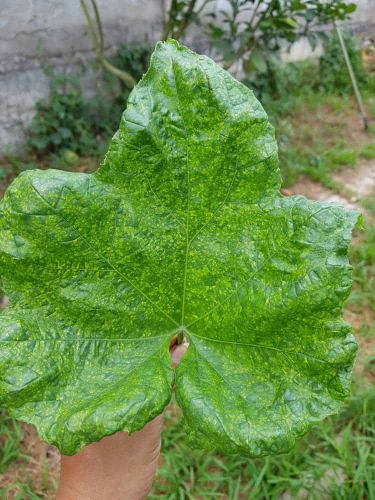 Cucumber Mosaic Virus