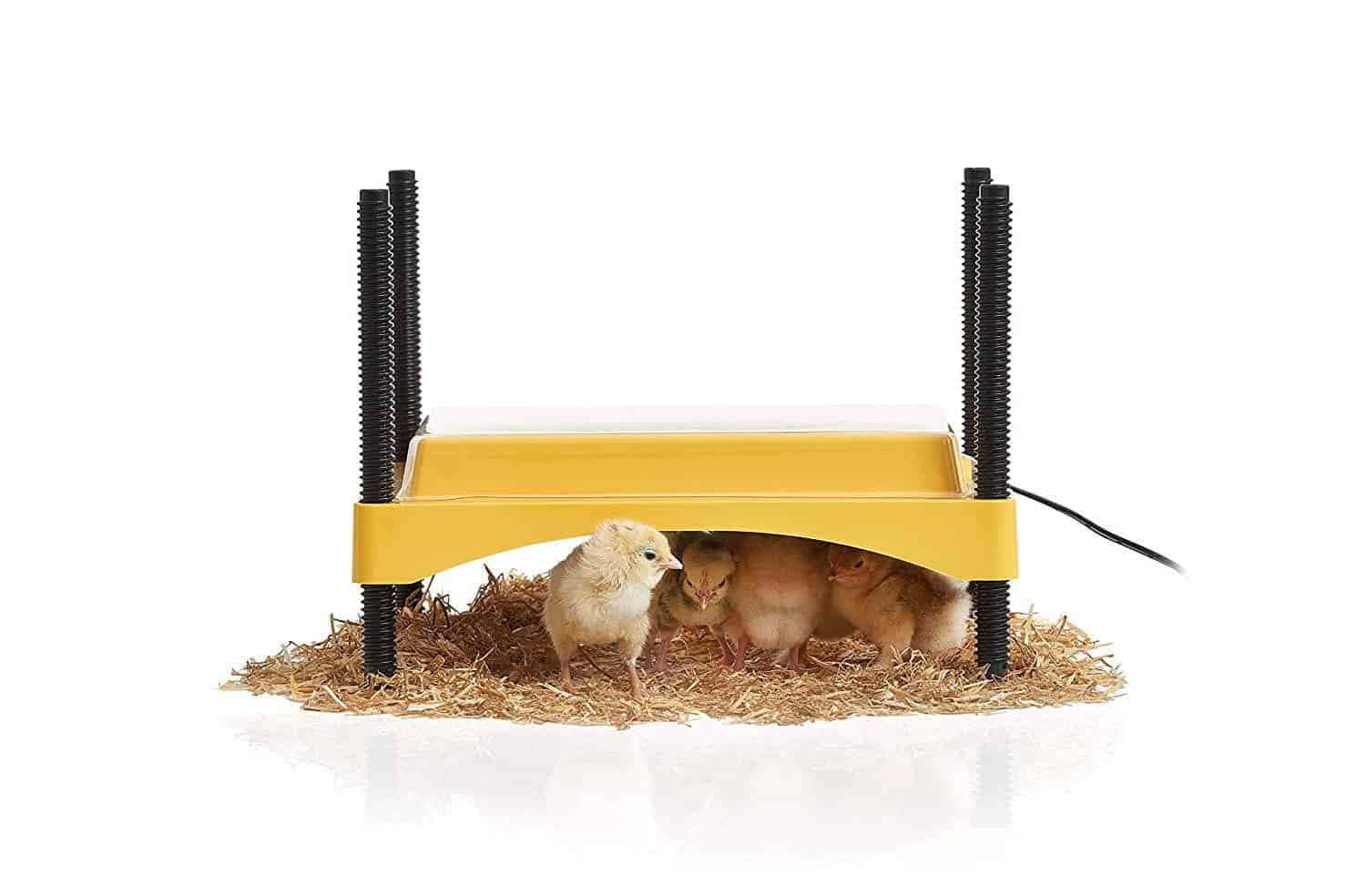 Brinsea Products Ecoglow Brooder for Chicks or Ducklings