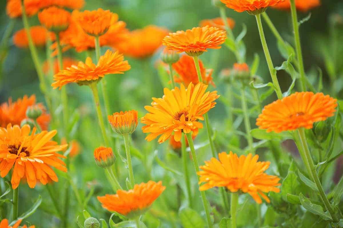 Pot Marigold