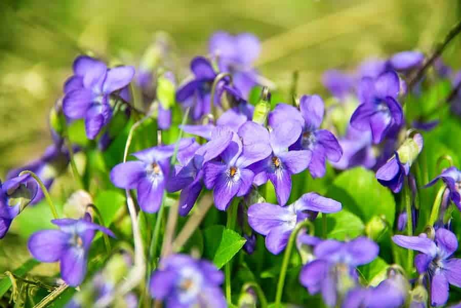 Violets (Viola sp.)