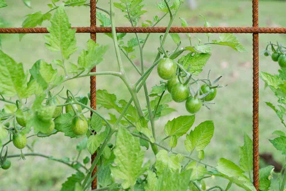 Vining Tomatoes