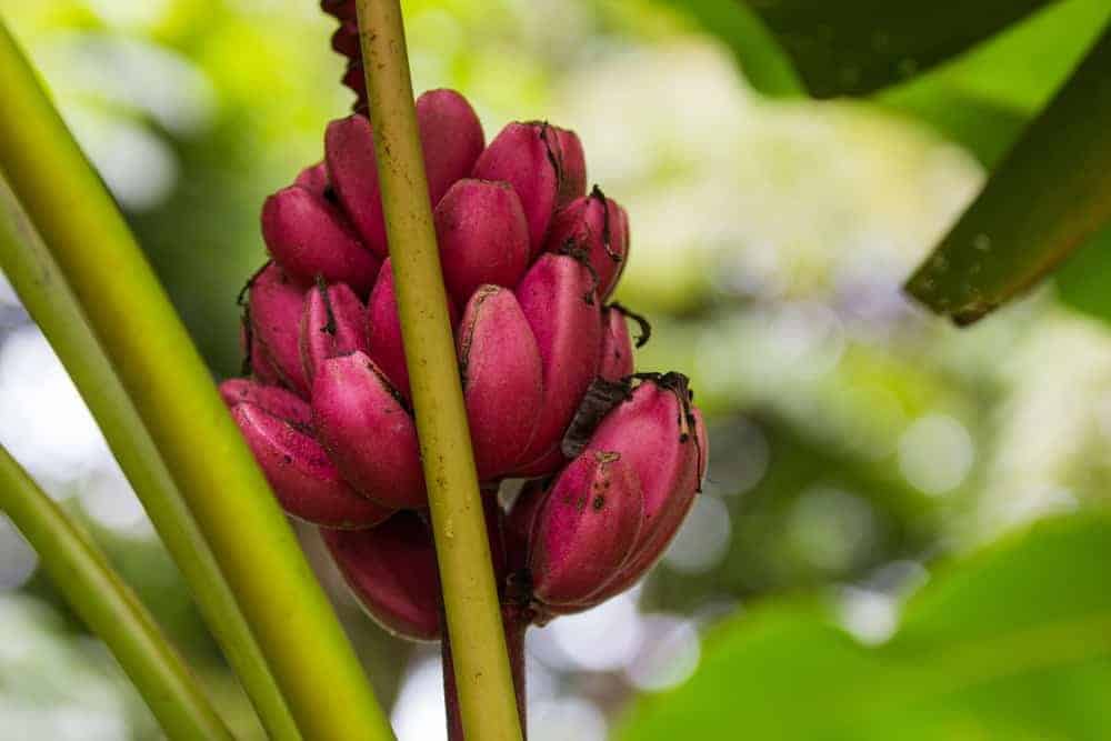 Red Banana