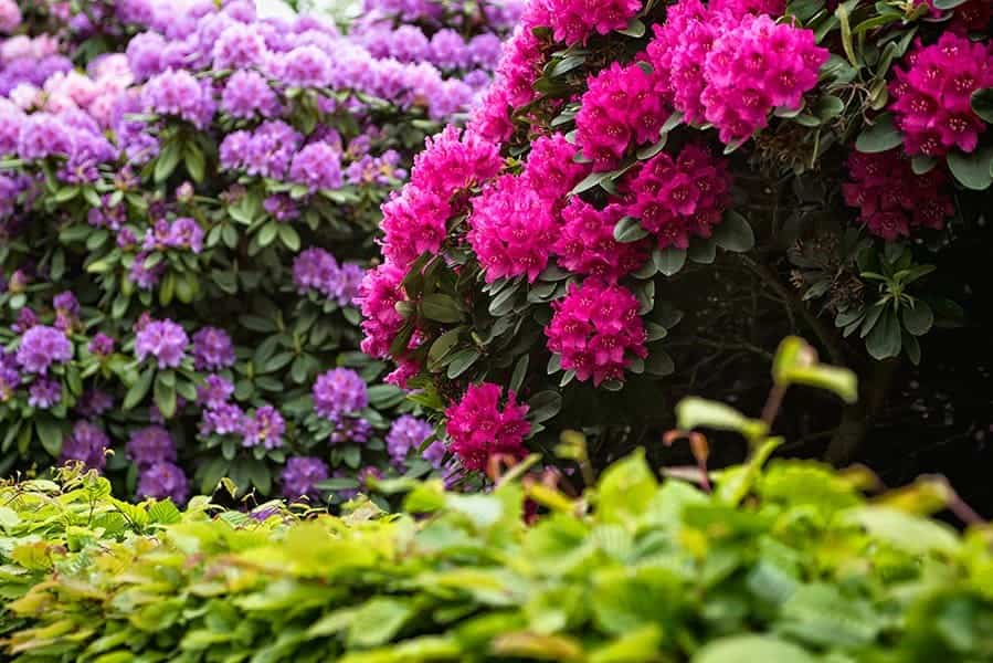 Azalea and Rhododendron