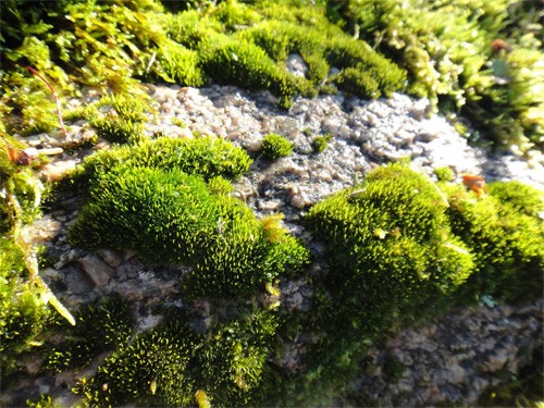 Tip 3: Choose the Right Moss