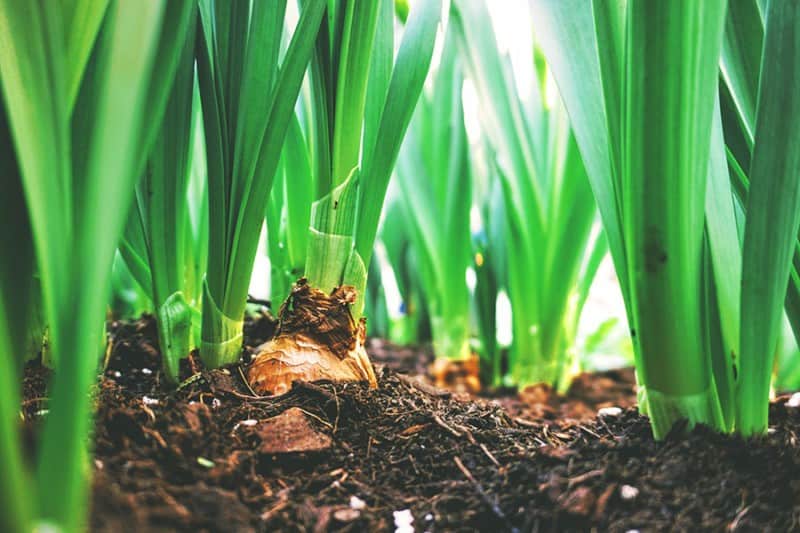 Soil Fertility is the Secret to Healthy Plants