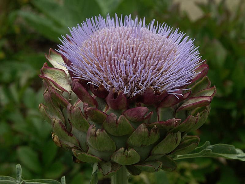 Harvesting & Storing Artichoke