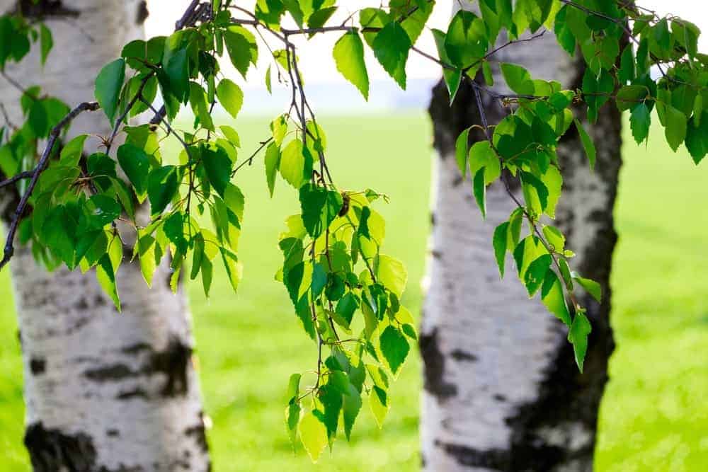 How to Care For Birch Trees