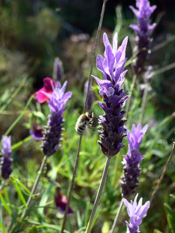 Fringed Lavender (Lavandula dentata)