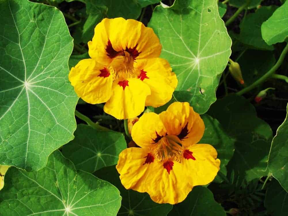 Nasturtiums