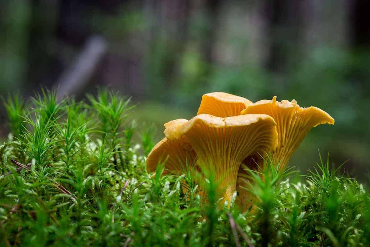 Chanterelles Mushrooms