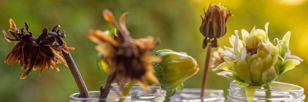 Next Seasons Breeding and Seed Saving