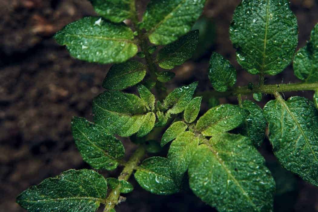 Ornamentals for Wet Soil Conditions