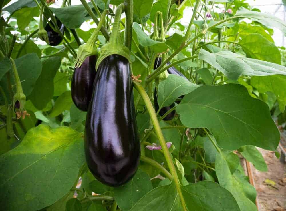 Eggplant