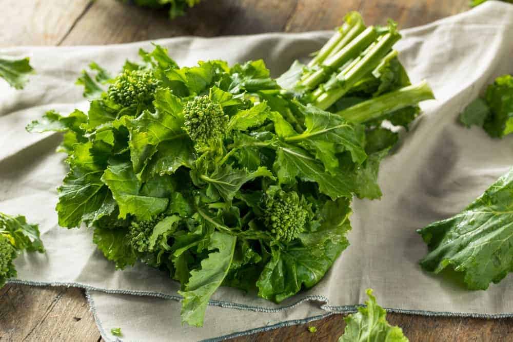 Harvesting and Storing Rapini