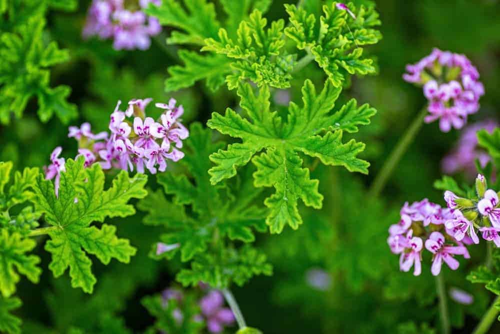 The Different Types of Geraniums