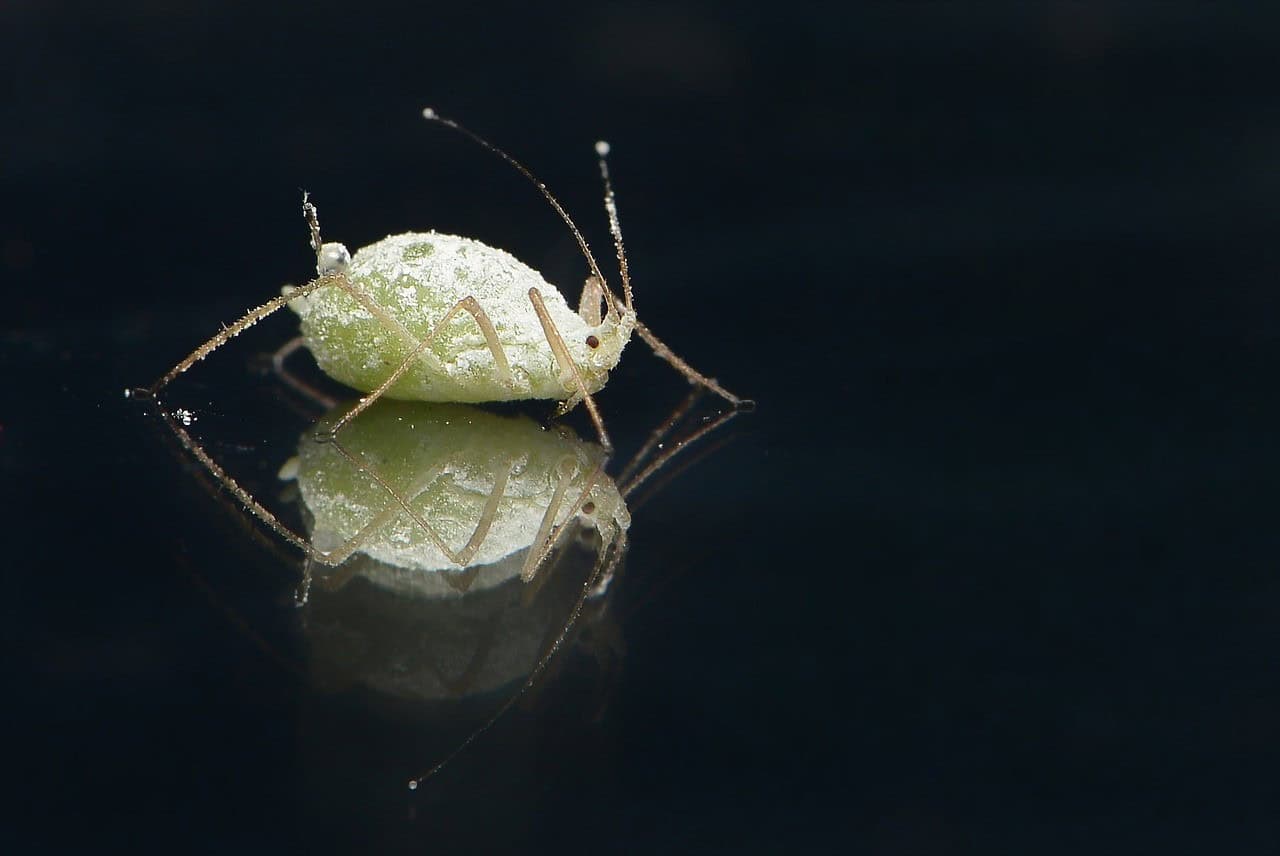 The Aphid Lifecycle