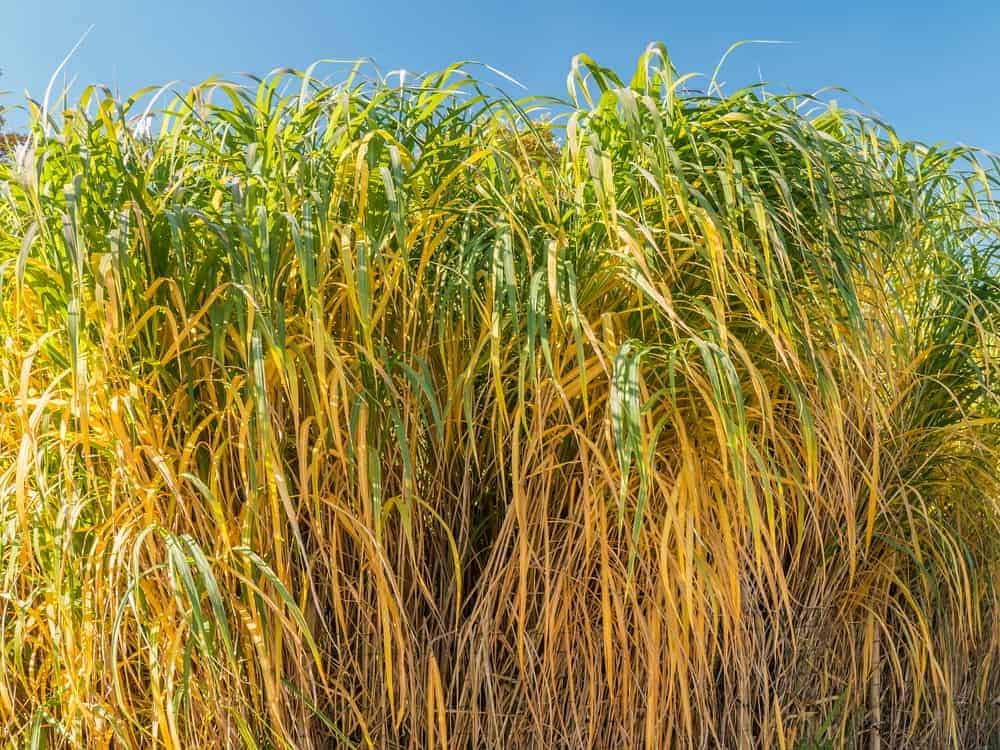 Giant Miscanthus