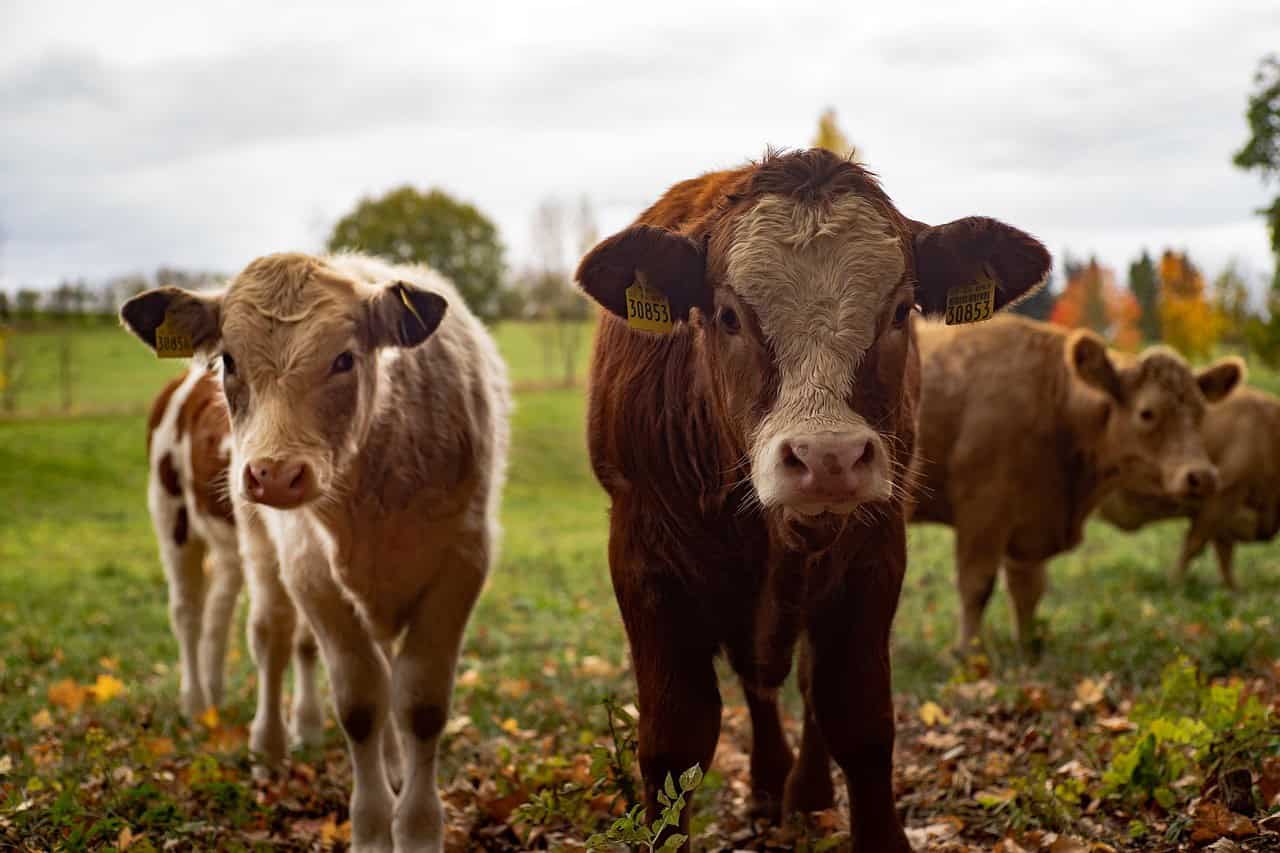 The Process of Developing Steers