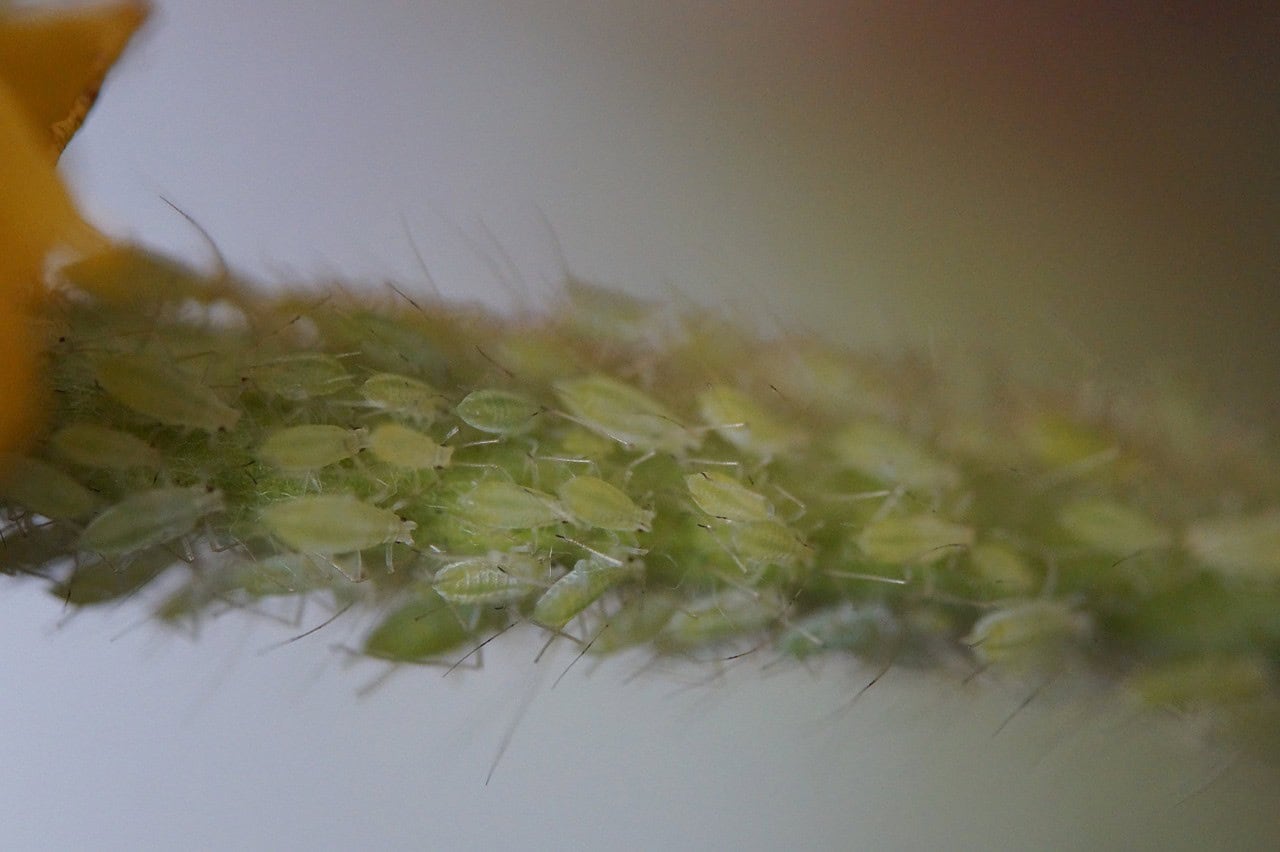 What Are Aphids?