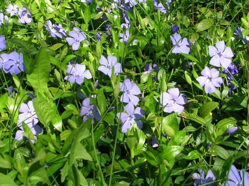 Periwinkle