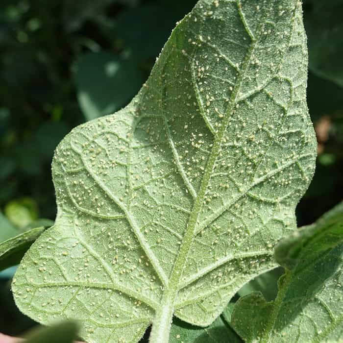 Aphids