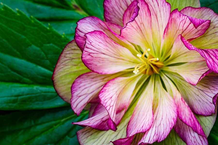 Lenten Rose (Helleborus x hybridus)